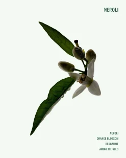 Neroli Deodorant