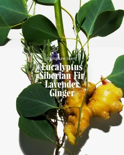 The Body Wash - Eucalyptus